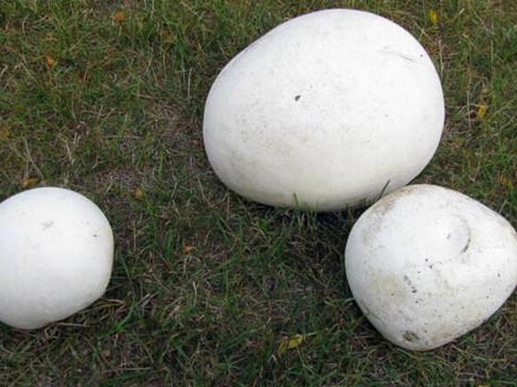 美国密歇根州的居民在自家后院发现了几个巨型马勃菌,这种真菌可食用