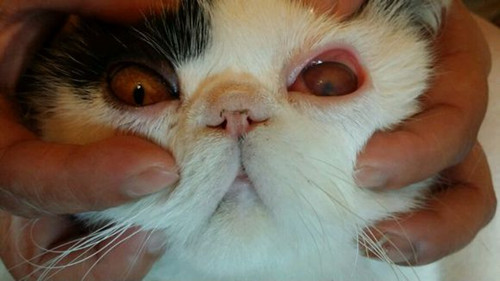 宠物趣闻:猫眼睛红肿流脓怎么办,是否感染了鼻
