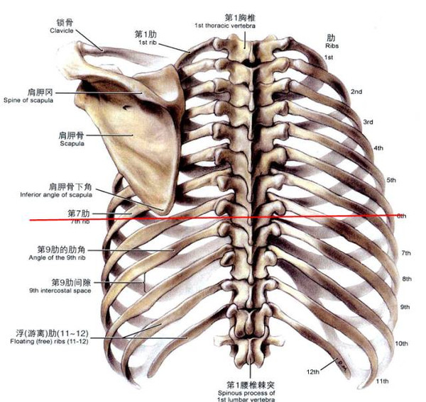 同理,第5前肋与第9胸椎在一个平面上,注意这非常重要!
