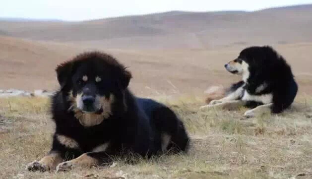 中国本土最罕见狗:蒙古獒和下司犬,不输藏獒