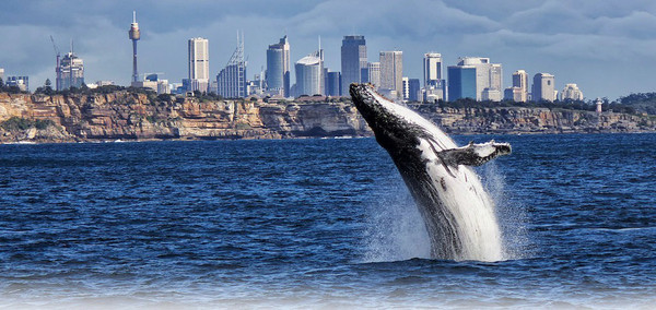 去澳大利亚悉尼看鲸鱼,连人均5000都不到?|?妙