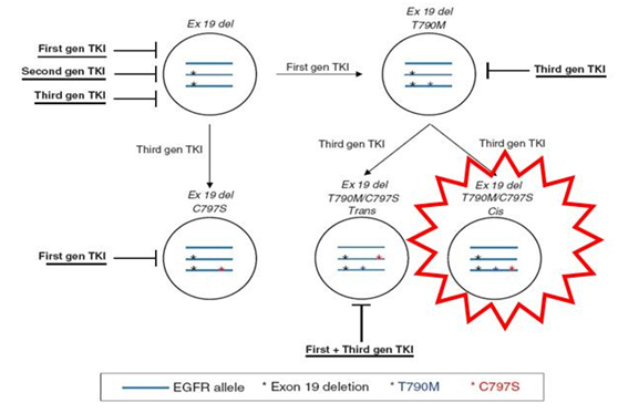 EGFR基因突变和对应的靶向药物