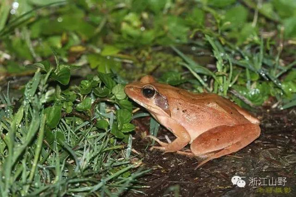 镇海林蛙,蛙科林蛙属,眼后有暗色三角斑,侧褶线细,体型苗条,体长约4