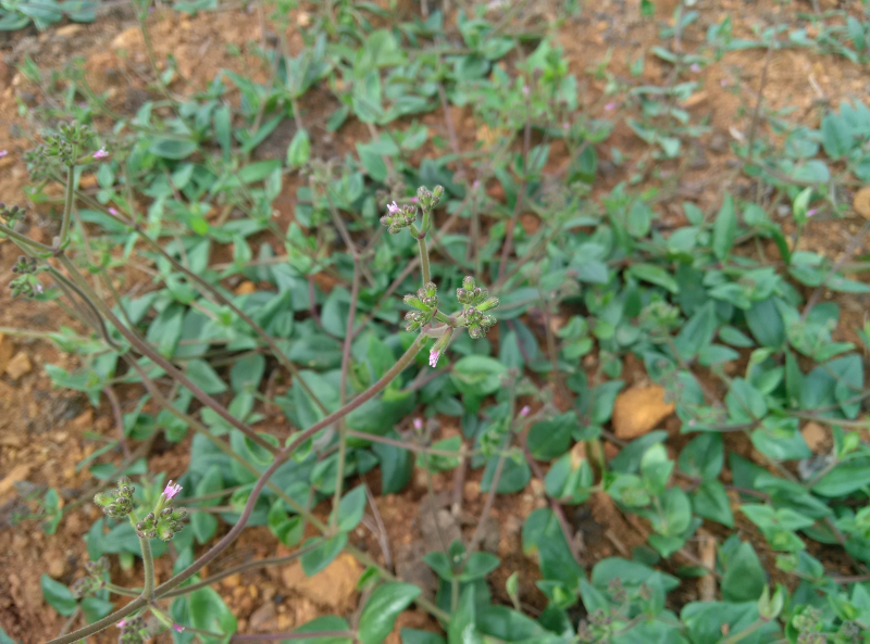 这是独定子,已经完全淹没在野草里.