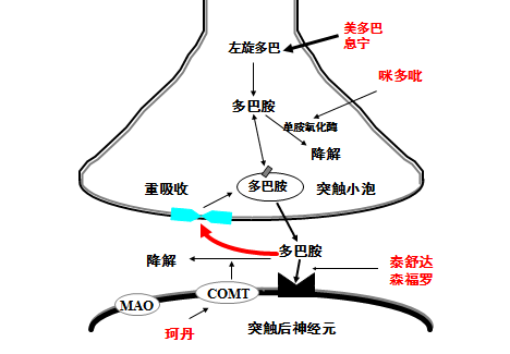 帕金森病的治疗药物该怎么选?