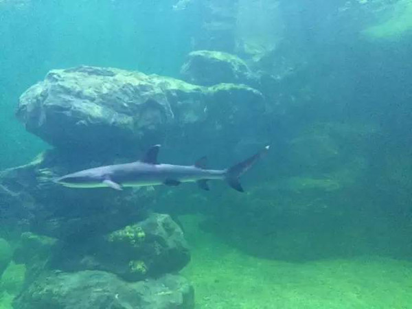 豹纹鲨,水族界珍稀名贵的观赏鲨鱼.