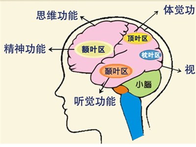 学习:关于大脑,家长需要知道这些.