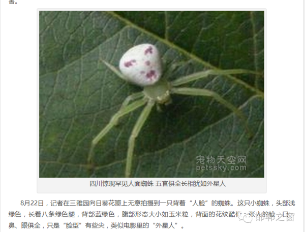 邯郸永年网友发现"鬼面蜘蛛",有谁认识这东西吗?
