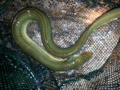 沿长江的称河鳗为白鳝的,不过他们不吃的,据说找到人尸体发胀的那种