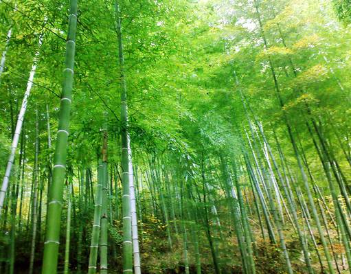 景区内峰峦起伏,万亩翠竹一望无垠,破石而出的竹子,诠释了一望无垠的