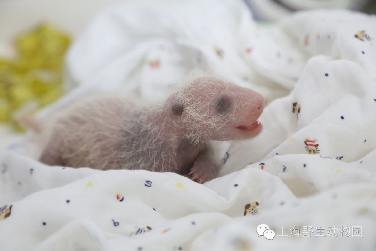 首只大熊猫宝宝在上海野生动物园出生啦!