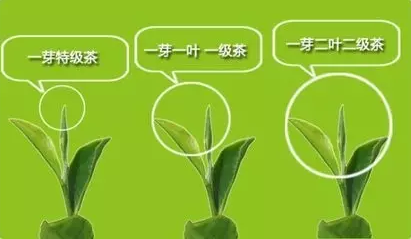 茶叶越嫩营养价值越高,是真的吗?