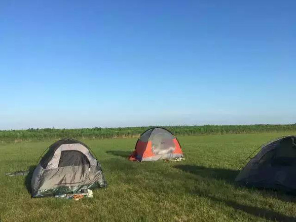 夜游星星湿地会,来崇明东滩一起露营寻扬子鳄