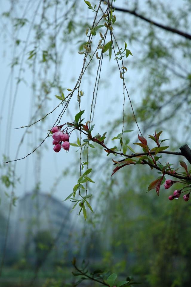 谁知桃花也有秘密 当雨水打湿了我的外衣 落在心底,化作相思雨 我再