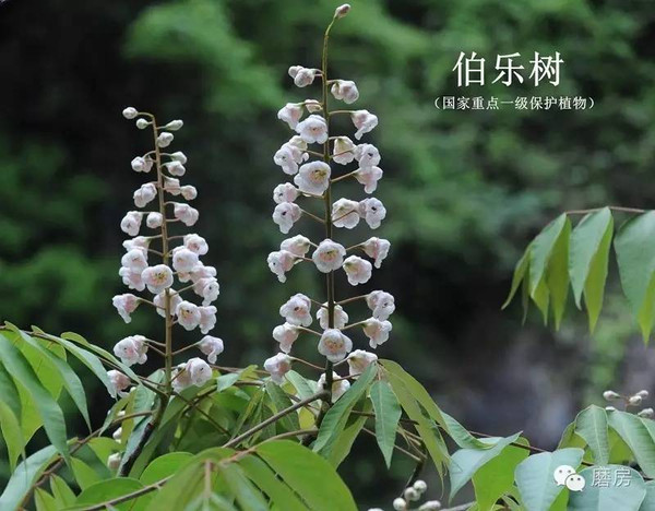 「安全宣导讲座·报名」广州常见野生植物