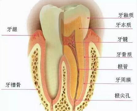 口腔医生告诉您,牙神经疼怎么办?