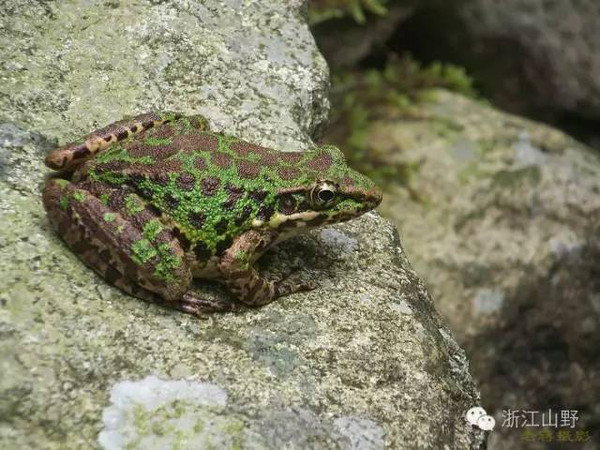 浙江蛙类蛙声十里出山泉2