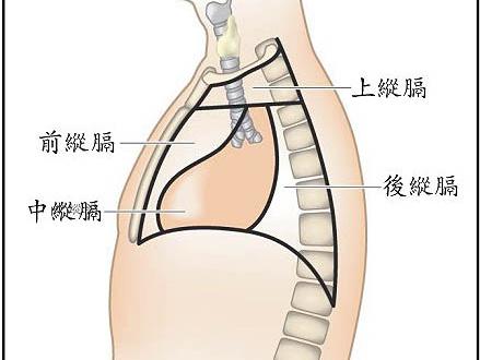 纵隔(mediastinum)是两侧纵隔胸膜之间所有器官的总称.