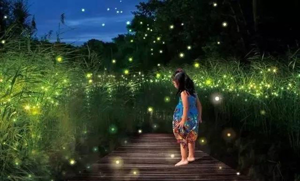 (点击播放,带你过 8月6日-7日 银川鸣翠湖国家湿地公园 萤火虫之夜