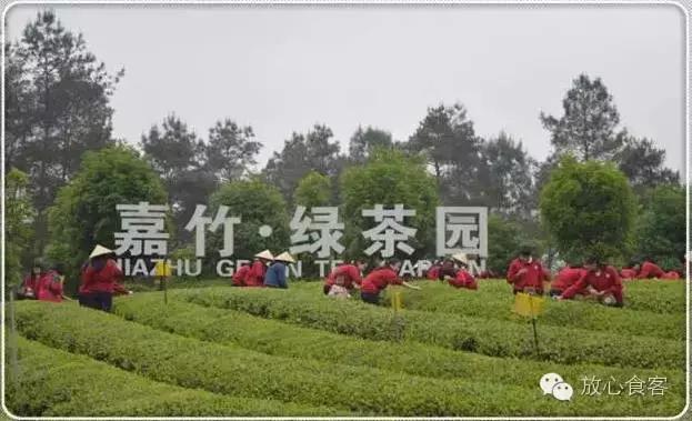 特色农业项目:有机茶园建设 农产品推荐:嘉竹牌蒲江雀舌,嘉竹牌玉芽