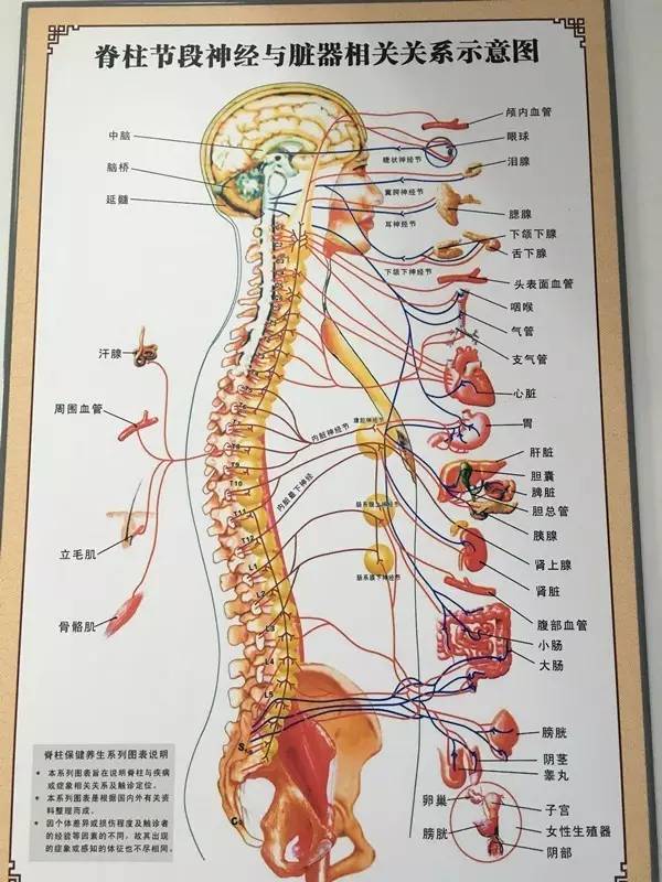 身体里有一根能治百病的"命运之柱,你找到了吗?