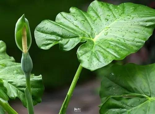 植物界的小绿伞竟然藏着毒