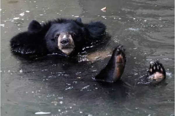 我就问一句天气热得黑熊都只想躺在水里.水果冰棒游泳各式花招齐上阵!