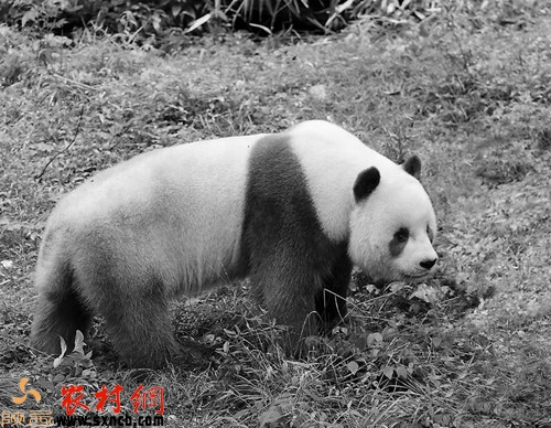 央视《航拍中国》来佛坪拍摄大熊猫、羚牛群