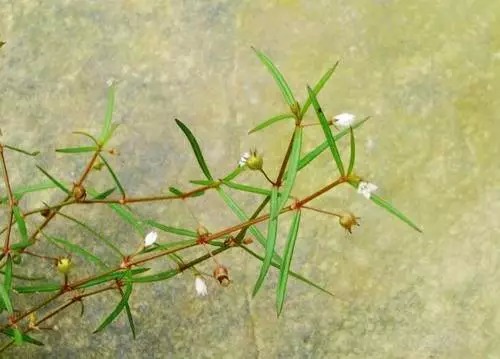 即白花蛇舌草,味微苦,甘,寒.