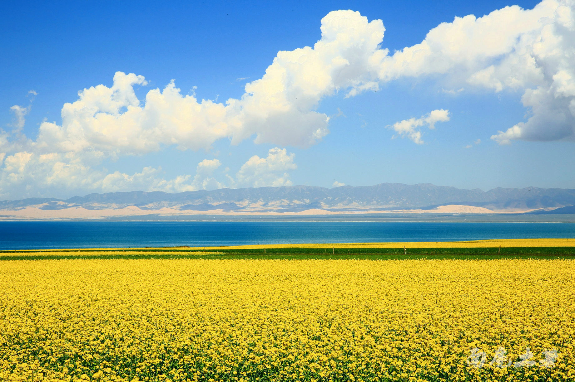 油菜花盛开的青海湖高清图片下载-正版图片500353913-摄图网