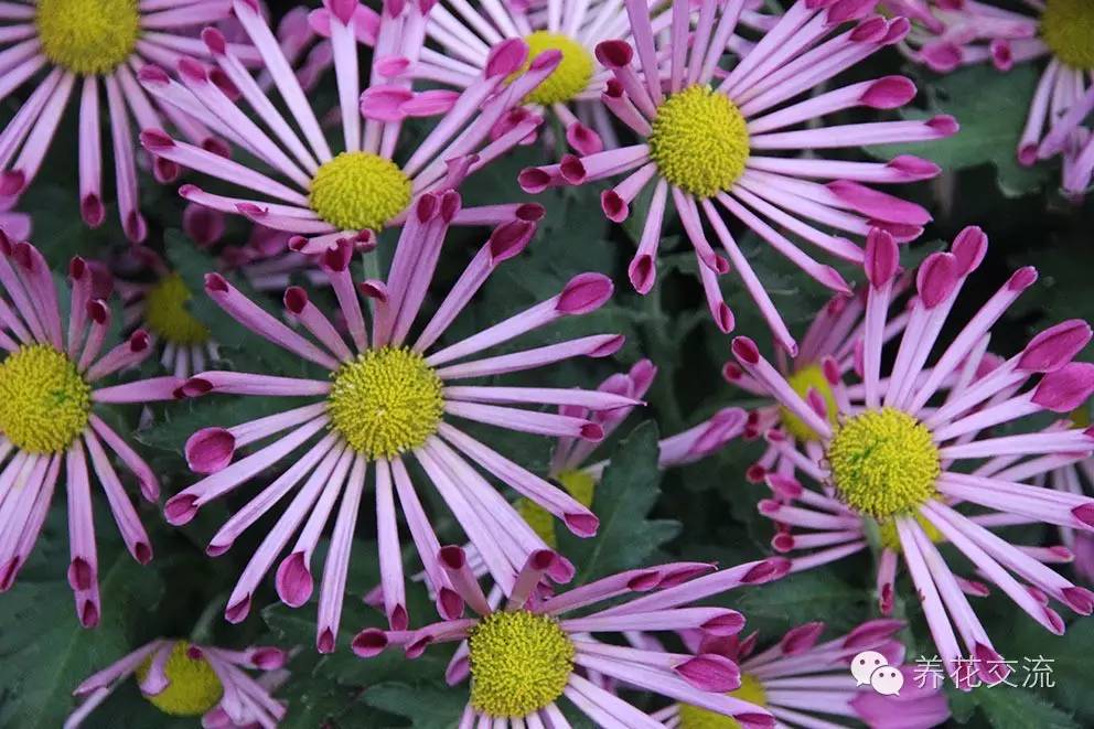 菊花原来有这么多种形态,你真的认识它么?