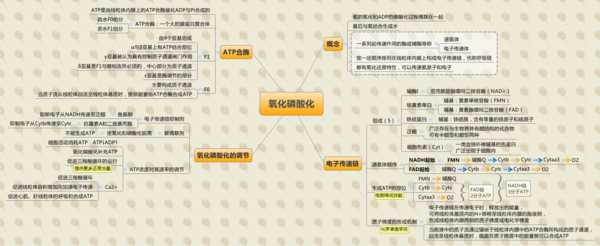 思维导图丨氧化磷酸化