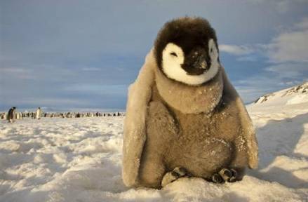 南极传奇:遇见帝王之尊-帝企鹅,完全不一样的