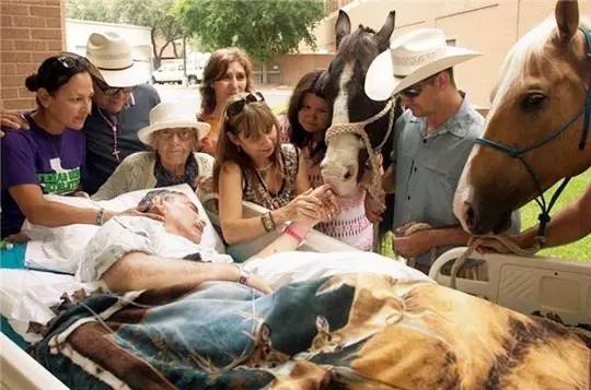 为完成癌症病人最后的心愿,家人将两匹马儿送到医院探望他!