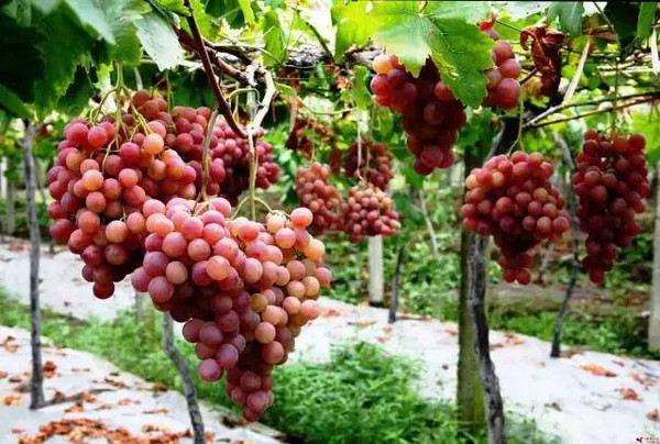 摘葡萄何必去吐鲁番,盘点陕西10个最新葡萄采