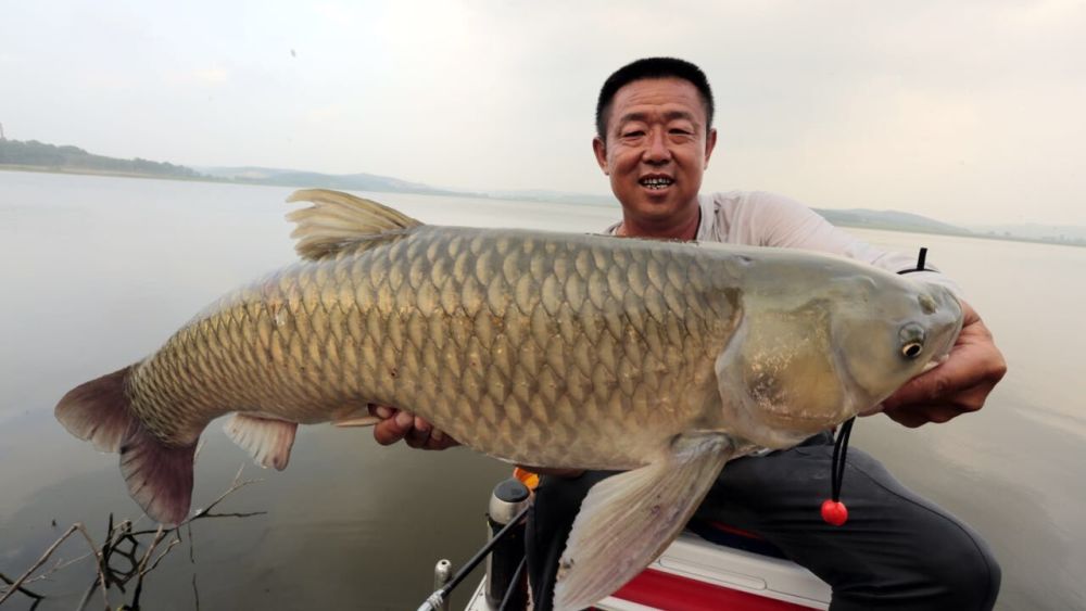 游钓中国第二季红山湖中寻大鲤 - 微信公众平台