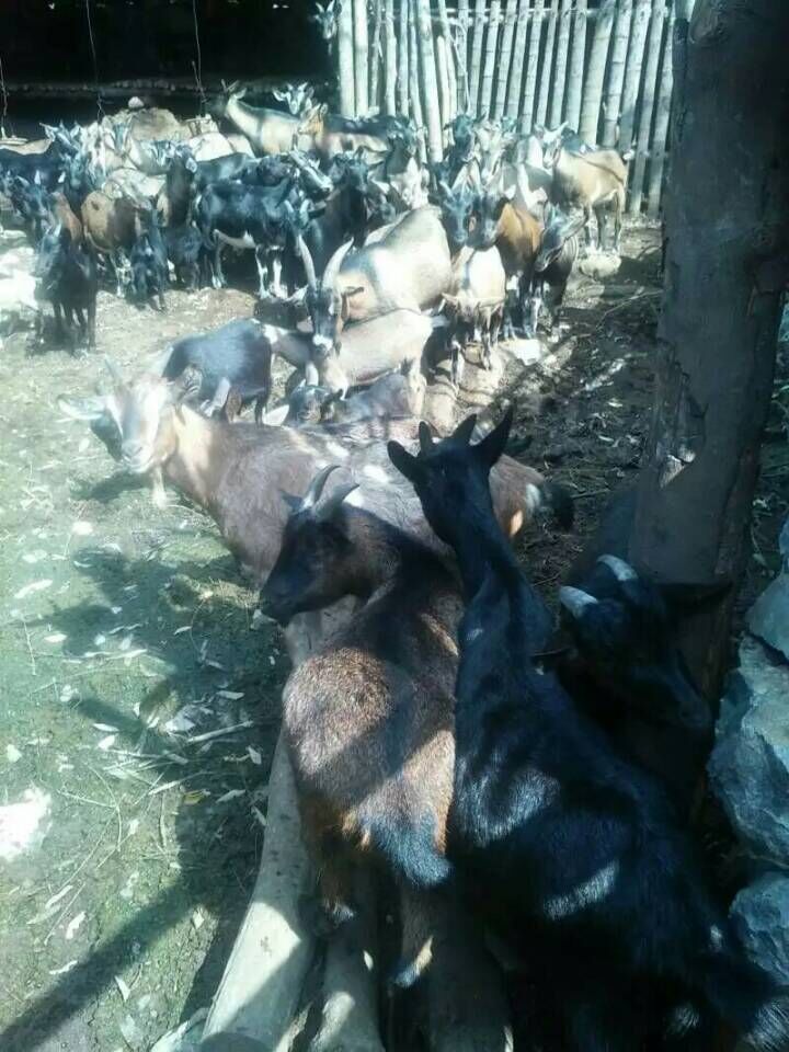 广西黑山羊养殖创业 残疾人创业李红卫养黑山羊　产值过千万