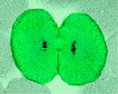 我发现了植物细胞分裂新关键 科学人