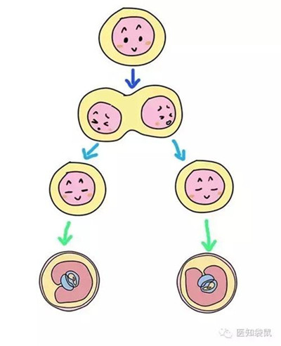 如果受精卵分裂成两个,两个再分