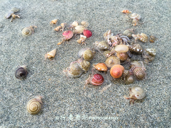 海滩上不交房租的住客-- 寄居蟹