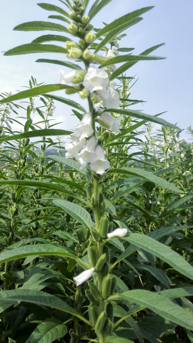 芝麻开花节节高,误入高堰村,偶遇芝麻开花,顿时觉得此行值得.