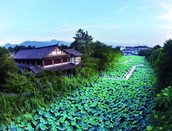 《五福源》荷花池内游人如织 三垟湿地