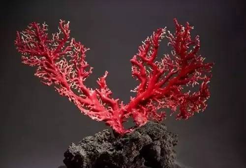 魅力文玩】国内最顶级10件红珊瑚雕刻作品，竟全部出自他的手！