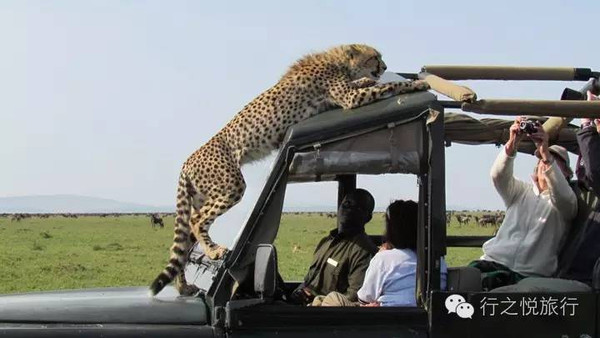 招募?|?到非洲就是逛野生动物园?