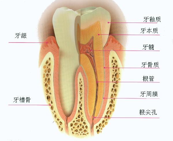 常见口腔疾病   1,蛀牙(龋齿):最常见   2,牙龈炎---牙龈出血   3