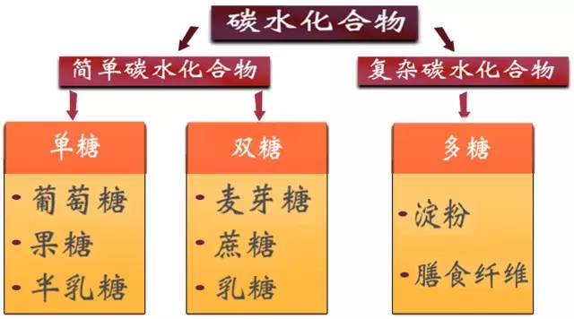 阳光下的精灵--- 初识碳水化合物