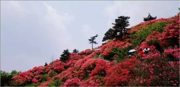 映山红景区 水凤凰