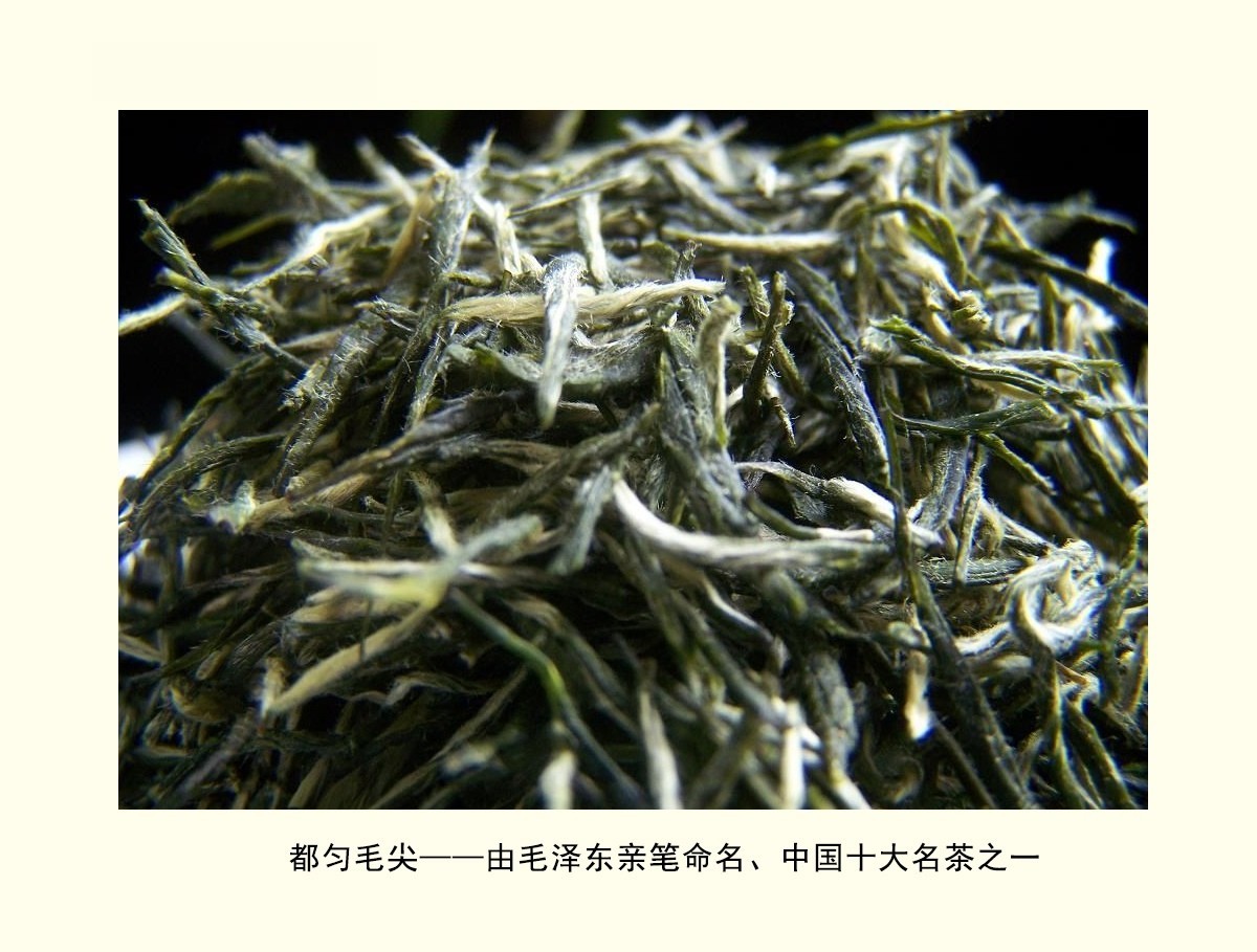 都匀毛尖早在明代,便是入贡皇室的上佳茶品;至乾隆年间,已然远销海外.