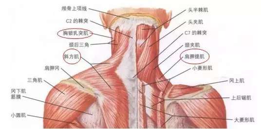 龙脊灸的原理_谁知道真正的归元灸原理是什么 效果如何