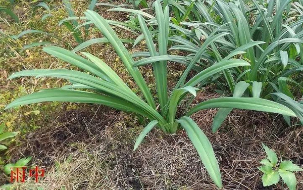 中国郁金香石蒜属植物2